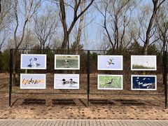 -野鸭湖国家湿地公园