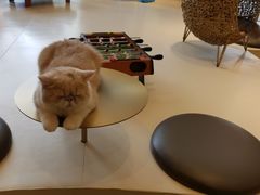-飞行喵MR PILOT|猫舍·猫咖(静安大融城店)