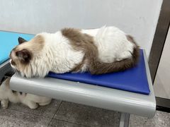 -四月宠物医院·猫专科·心脏专科·内科(转塘店)