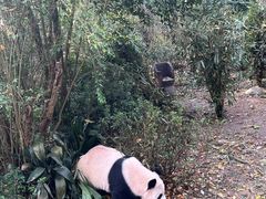 景点-成都大熊猫繁育研究基地