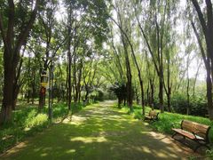 -大兴滨河森林公园