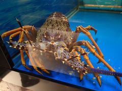 -西村日本料理(香格里拉饭店)