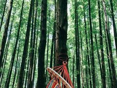 景点-山王坪喀斯特国家生态公园