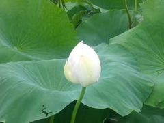 -范蠡湖公园