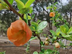 -大兴滨河森林公园