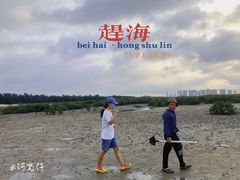-红树林天天赶海