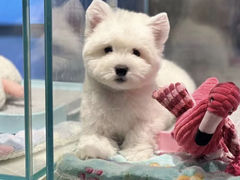 -萌宠之家·腊肠犬·马尔泰·小体犬舍