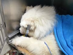 -康旭宠物医院(郑州总院)