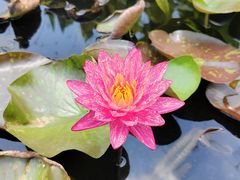 -中国科学院华南植物园