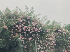 -尚贤河湿地