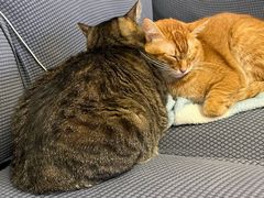 -瑞派康怡24h宠物医院·犬猫医疗中心·微创绝育(瑞景分院)