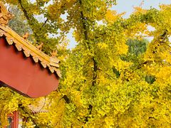 -元大都城垣遗址公园