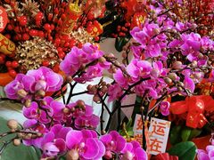 -溪岸路花鸟市场