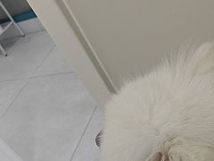 -达爱动物医院·犬猫分区·CT·复杂眼科(远洋山水分院)