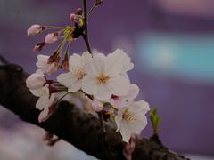 -龙美术馆(西岸馆)