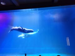 -芜湖新华联大白鲸海洋公园