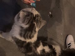 -Mr.Fox狐狸先生超级密室(南山店)