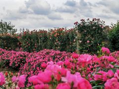 -上海辰山植物园