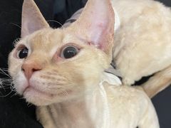 -藏猫猫咖啡主题馆(中央大道店)