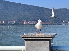 -海埂大坝