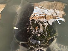 -硇洲岛旅游区