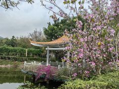 -大屏嶂森林公园