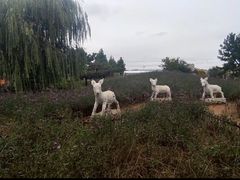 -羊亭河湿地公园