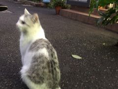 -家烧面馆【南山路知名经典面食】