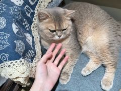-逗柴咖啡屋·狗咖猫咖宠物桌游
