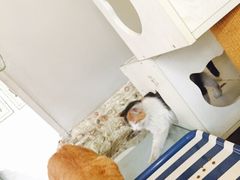 海妖酒吧-Sirena海妖日咖夜酒