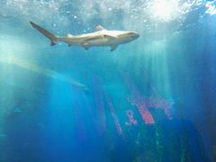 -迪拜水族馆及水下动物园