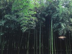 -黄海国家森林公园