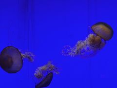 -上海海洋水族馆