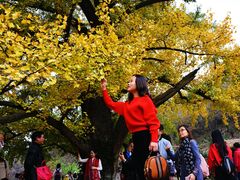 -千年银杏谷文化旅游区