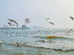 -栈桥景区