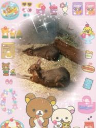 -Zoolung Zoolung动物主题公园(海信广场店)