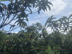 -桃源山庄·水蜜桃采摘·柴火鸡·烧烤团建(龙泉山店)
