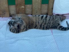 -栾川竹海野生动物园