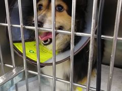 -爱侣宠医·鹦鹉专科·小型哺乳类·异宠专科(灵石路店)