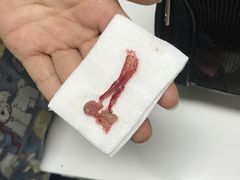 -联萌宠物医院(猫病专科)