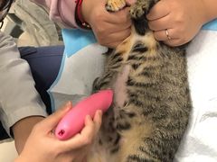 -福州肆爪动物医院