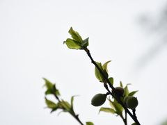 -杭州植物园
