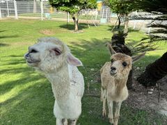 -东南花都花博园