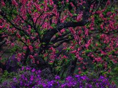 -南国桃园旅游度假区