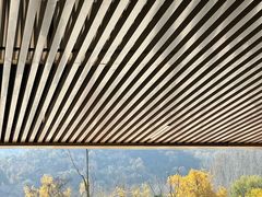 -千年银杏谷文化旅游区