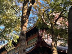 -灵隐飞来峰景区