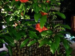 -二荆条·蜀鲜汇城市森林火锅