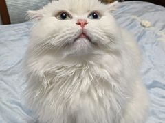 -momokira米努特·德文卷毛猫·棉花面纱犬