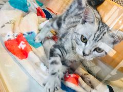 -1013 PET SHOP 宠物商店(近铁城市广场店)