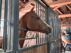 -北京群众马术培训基地